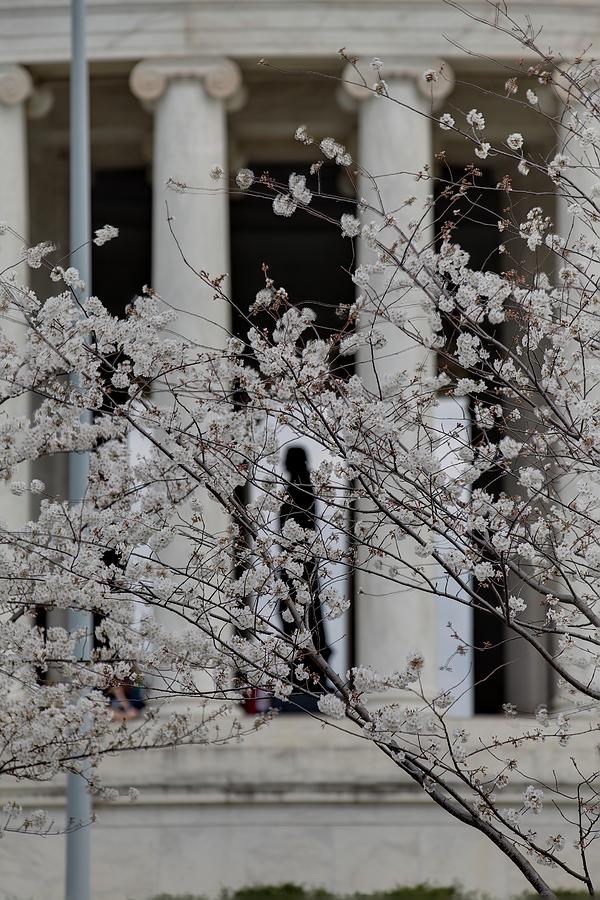 Flower Photograph - Cherry Blossoms with Jefferson Memorial - Washington DC - 01132 #1 by DC Photographer