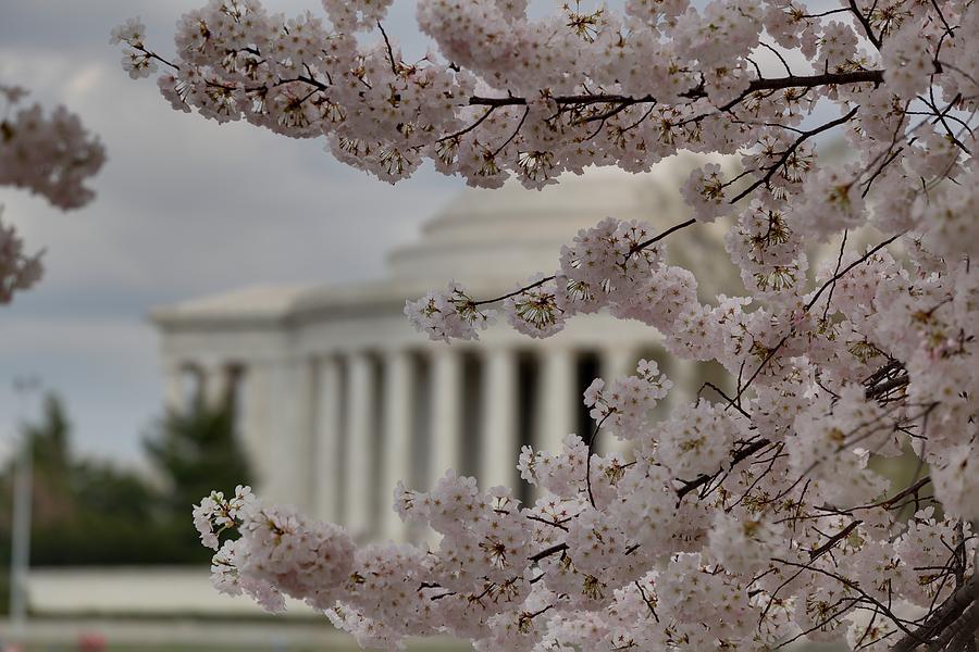 Flower Photograph - Cherry Blossoms with Jefferson Memorial - Washington DC - 01133 #1 by DC Photographer