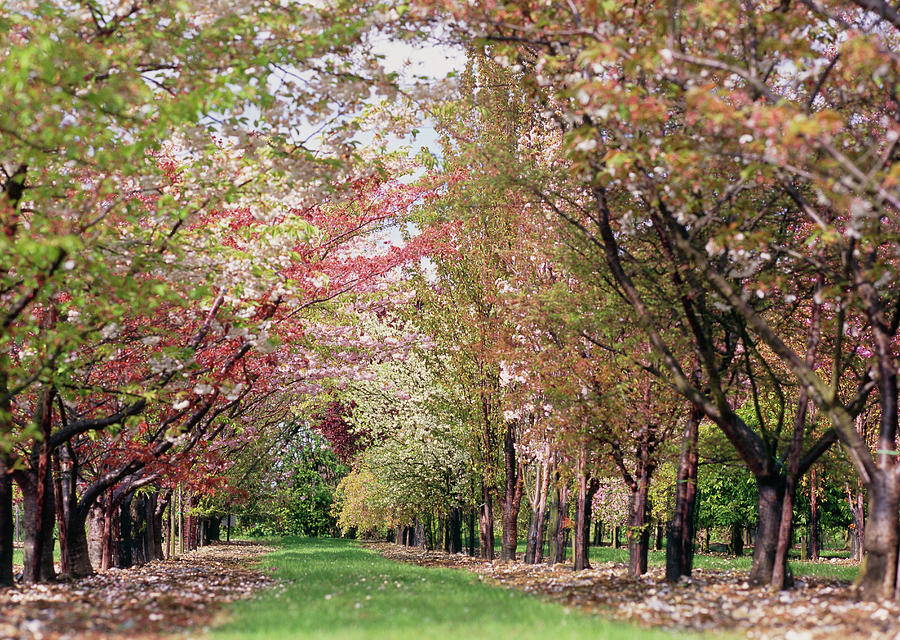 Cherry Orchard (prunus Sp.) #1 Photograph by Science Photo Library Cherry Orchard (prunus Sp.) #1 Photograph by Science Photo Library