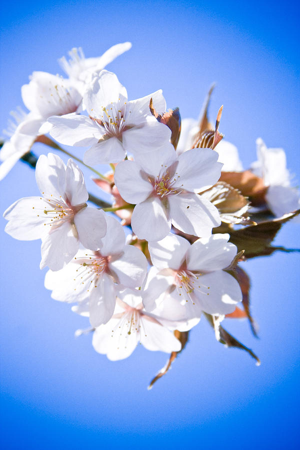 Cherry tree Blossoms Close up #1 Photograph by Raimond Klavins