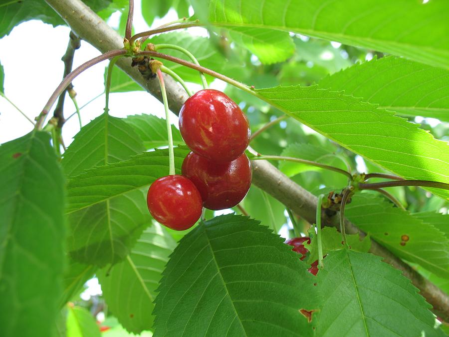 Cherry tree Photograph by FL collection Fine Art America