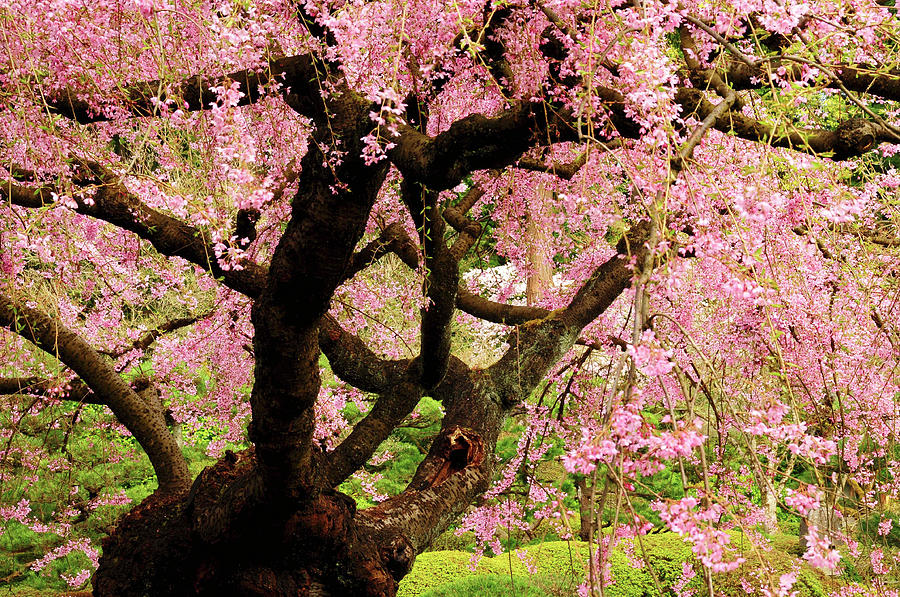 Nature Photograph - Cherry Tree In Bloom, Portland Japanese #1 by Michel Hersen