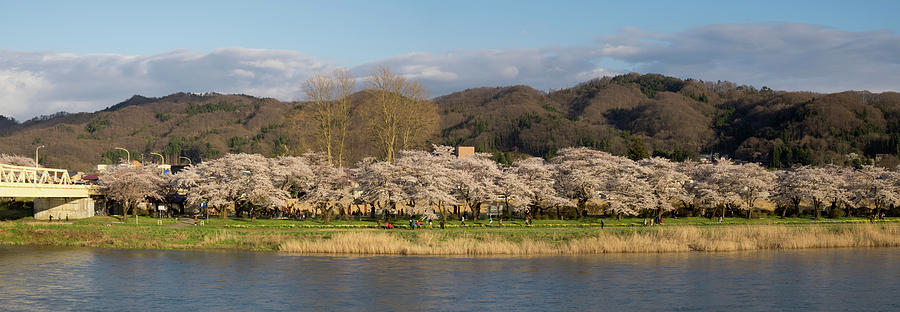 Cherry Trees Along Bank Of Kitakami #1 Photograph by Panoramic Images