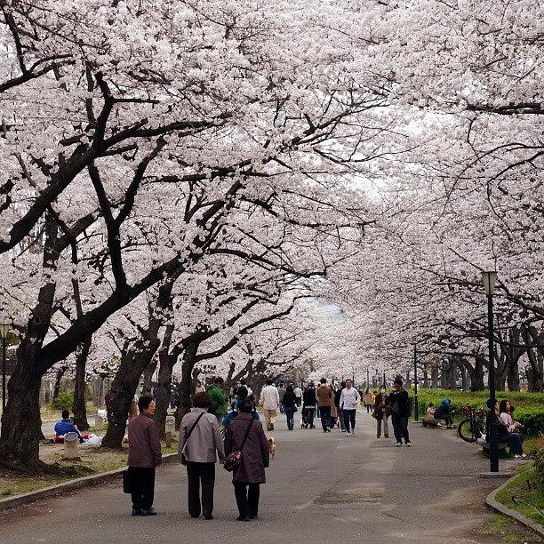Cherryblossom  Sakura #1 Photograph by My Senx