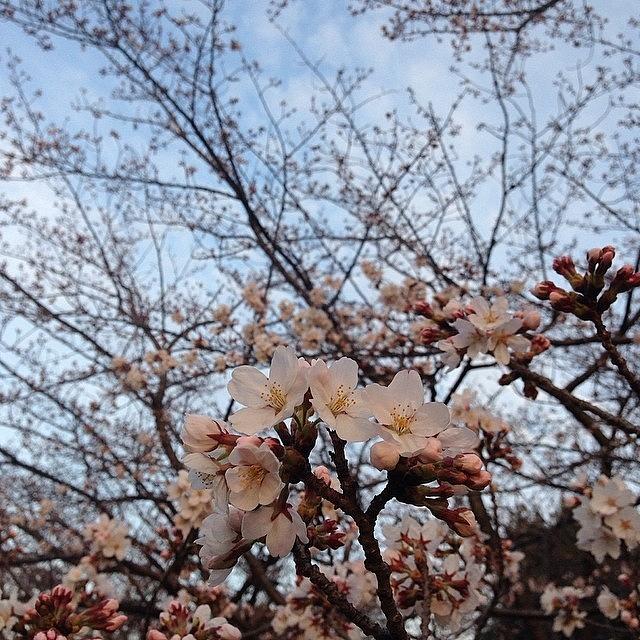Cherryblossoms Photograph - #cherryblossoms #1 by Tokyo Sanpopo