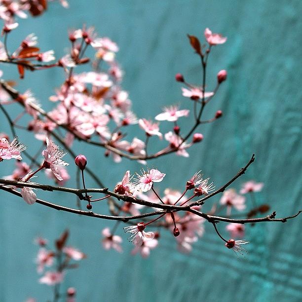 Beautiful Photograph - #cherrytree #1 by Kelly Hasenoehrl