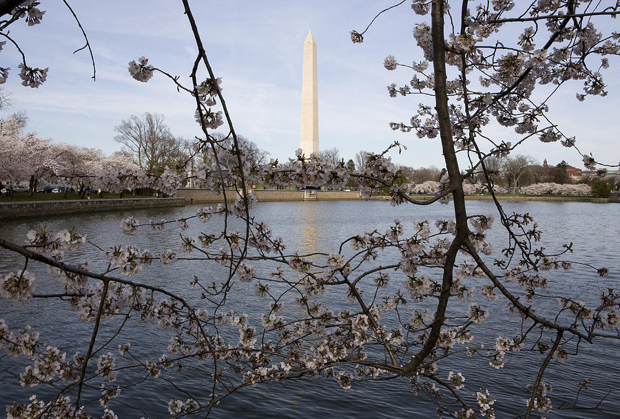 Chery Blossoms Photograph by JP Tripp - Fine Art America