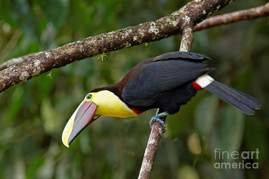 Chestnut Billed Toucan in Costa Rica #1 Photograph by Natural Focal Point Photography