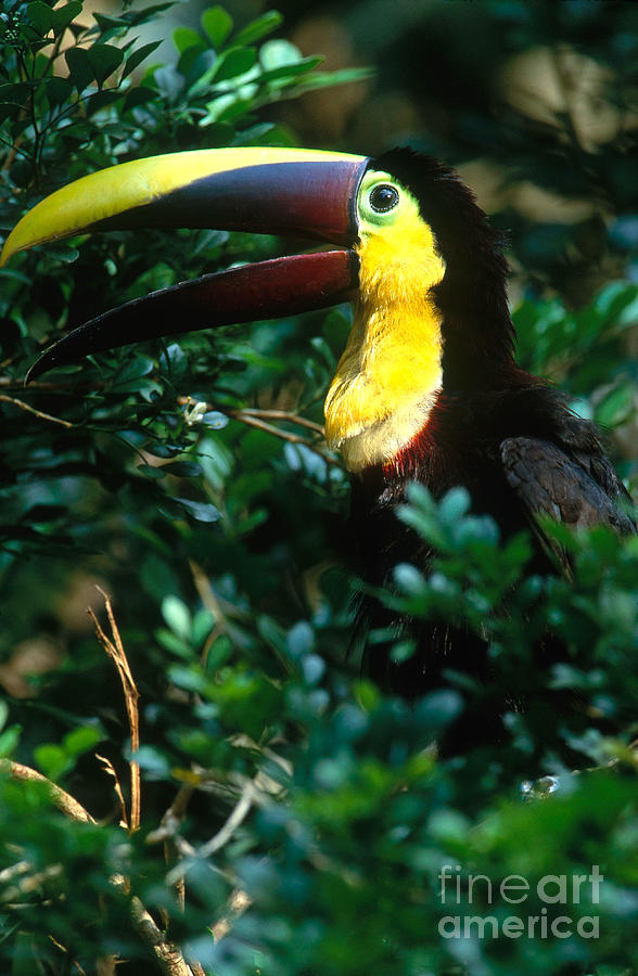 Toucan Photograph - Chestnut-mandibled Toucan #1 by Art Wolfe