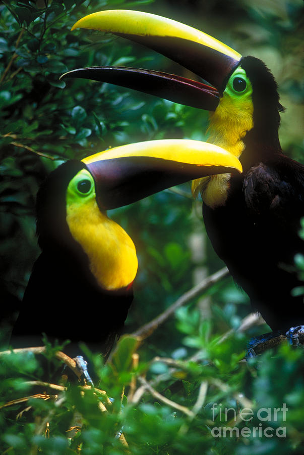 Toucan Photograph - Chestnut-mandibled Toucans #1 by Art Wolfe