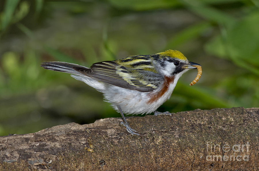 Warbler Photograph - Chestnut-sided Warbler #1 by Anthony Mercieca