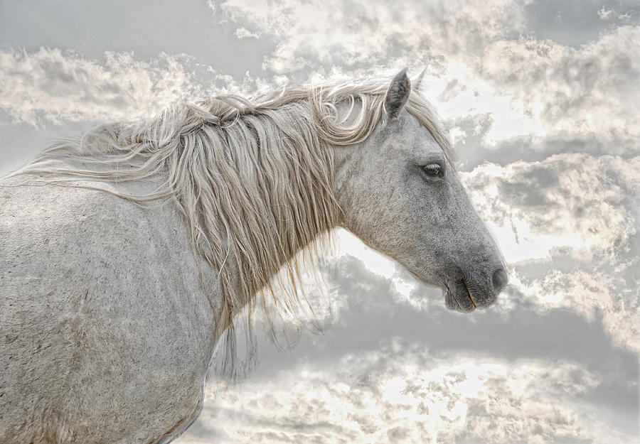 Horse Photograph - cheval de la Camargue #1 by Joachim G Pinkawa