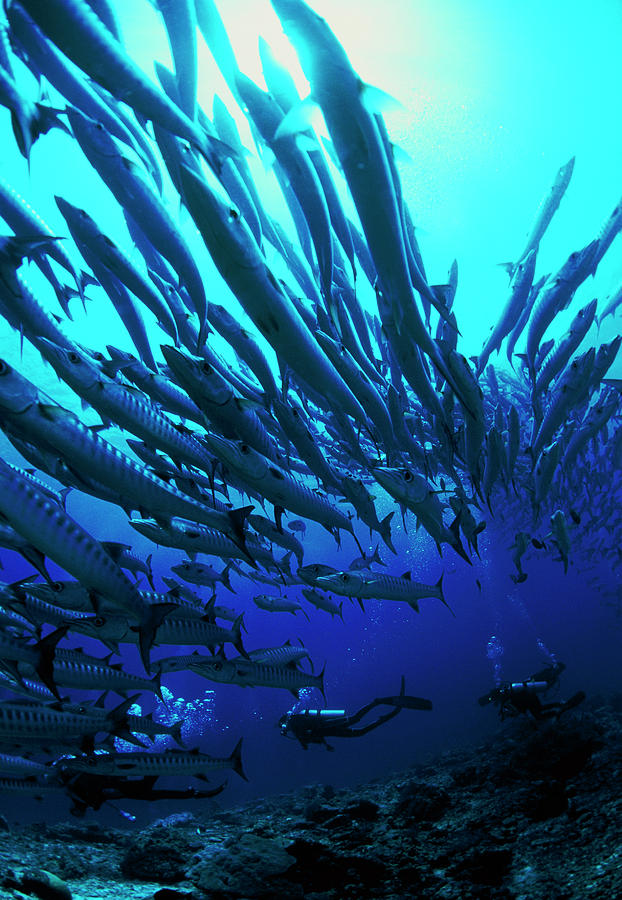 Chevron Barracuda #1 Photograph by Matthew Oldfield/science Photo Library
