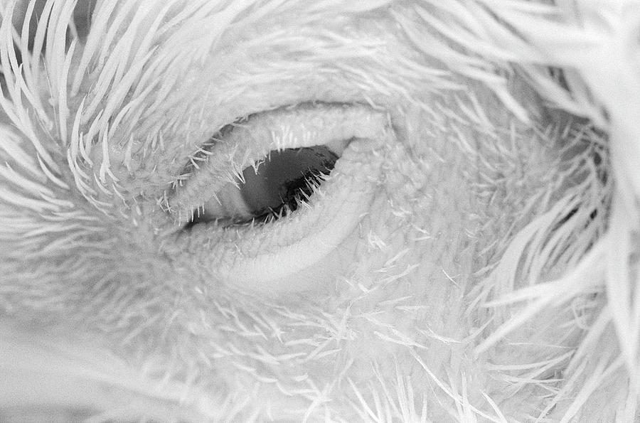 Chicken Photograph - Chick Eye #1 by Larry Dunstan/science Photo Library