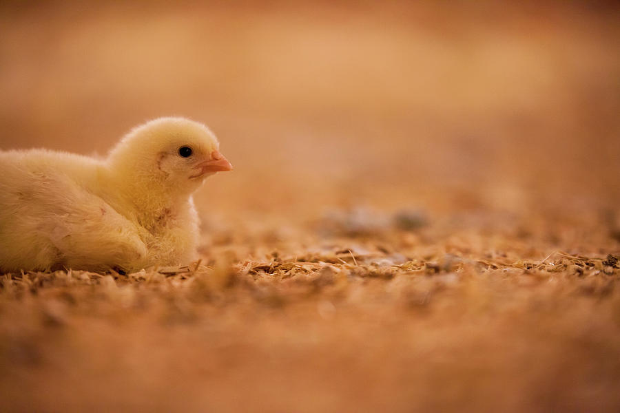 Chick In Poultry Barn Photograph by Christopher Kimmel - Fine Art America