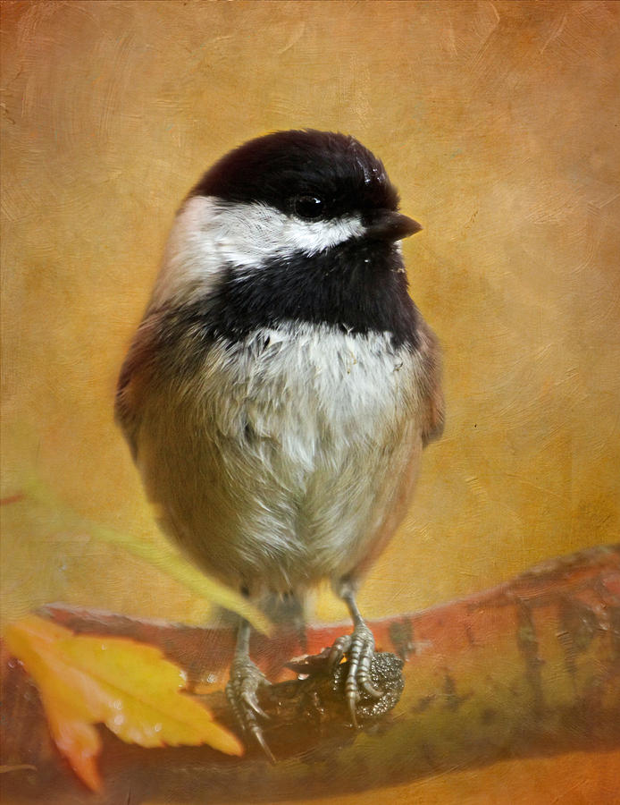 Chickadee #1 Photograph by Angie Vogel