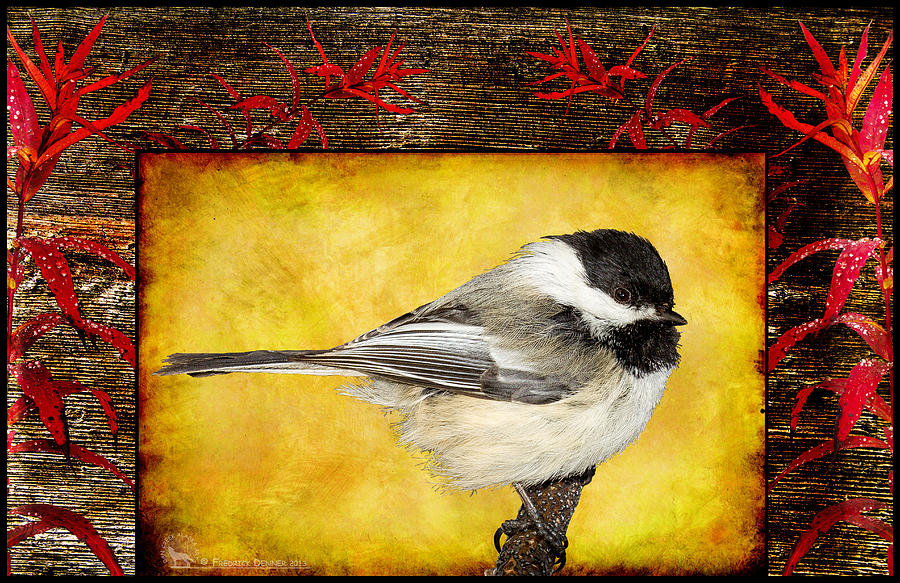 Chickadee #1 Photograph by Fred Denner