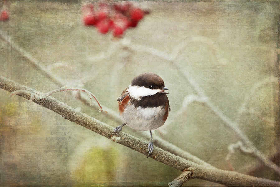 Chestnut Backed Chickadee in Winter Photograph by Peggy Collins Chestnut Backed Chickadee in Winter Photograph by Peggy Collins