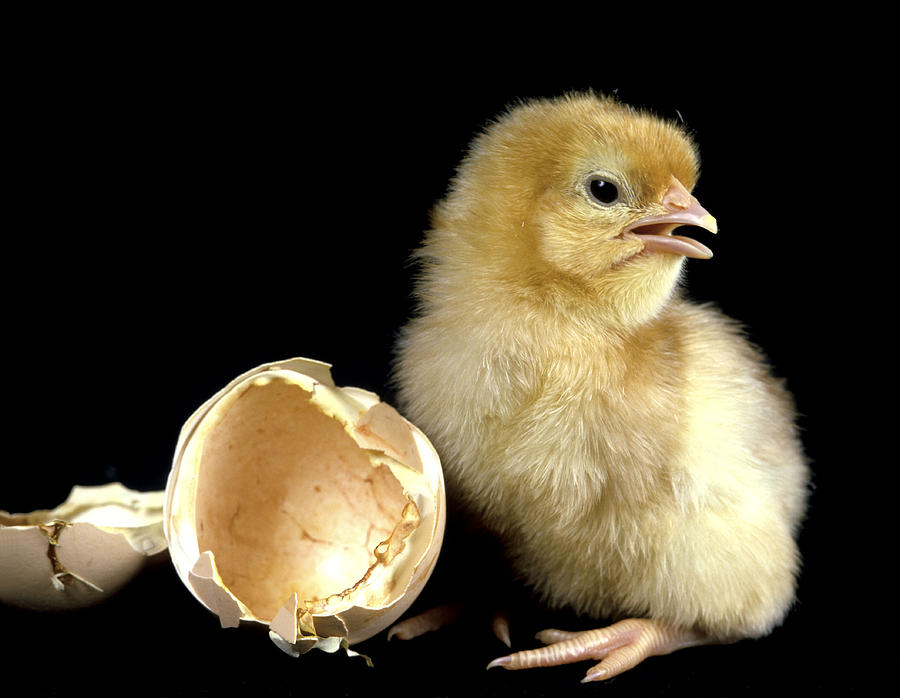 Chicken Chick #1 Photograph by Jean-Michel Labat