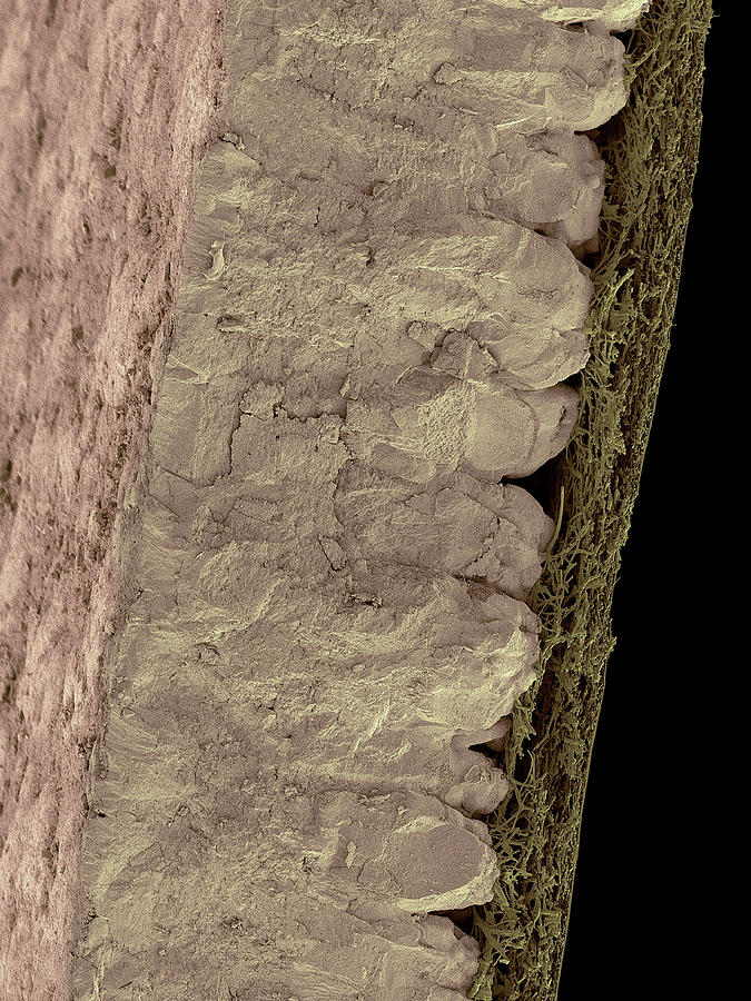 Chicken Eggshell Cross Section #1 Photograph by Dennis Kunkel Microscopy/science Photo Library