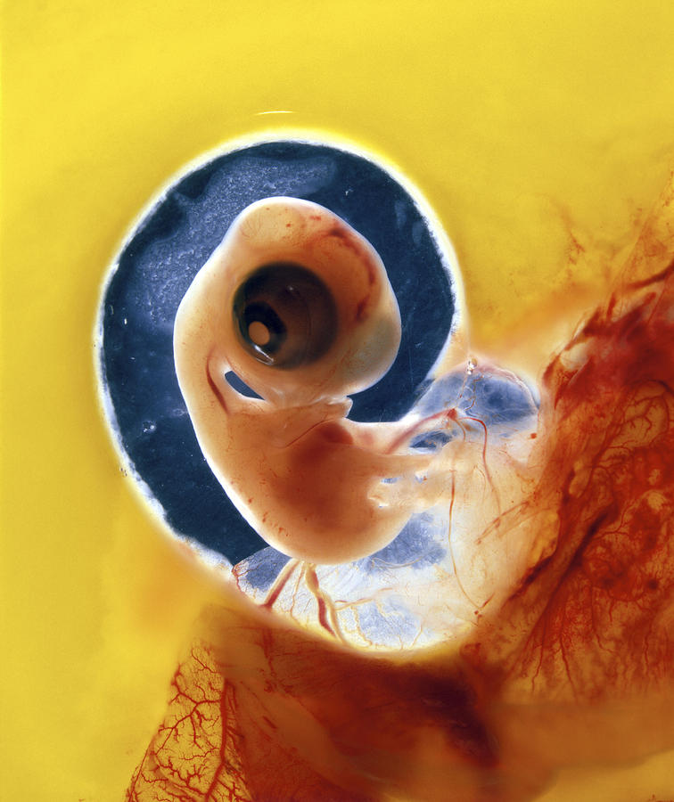 Chicken Embryo In Egg #1 Photograph by Jean-Michel Labat