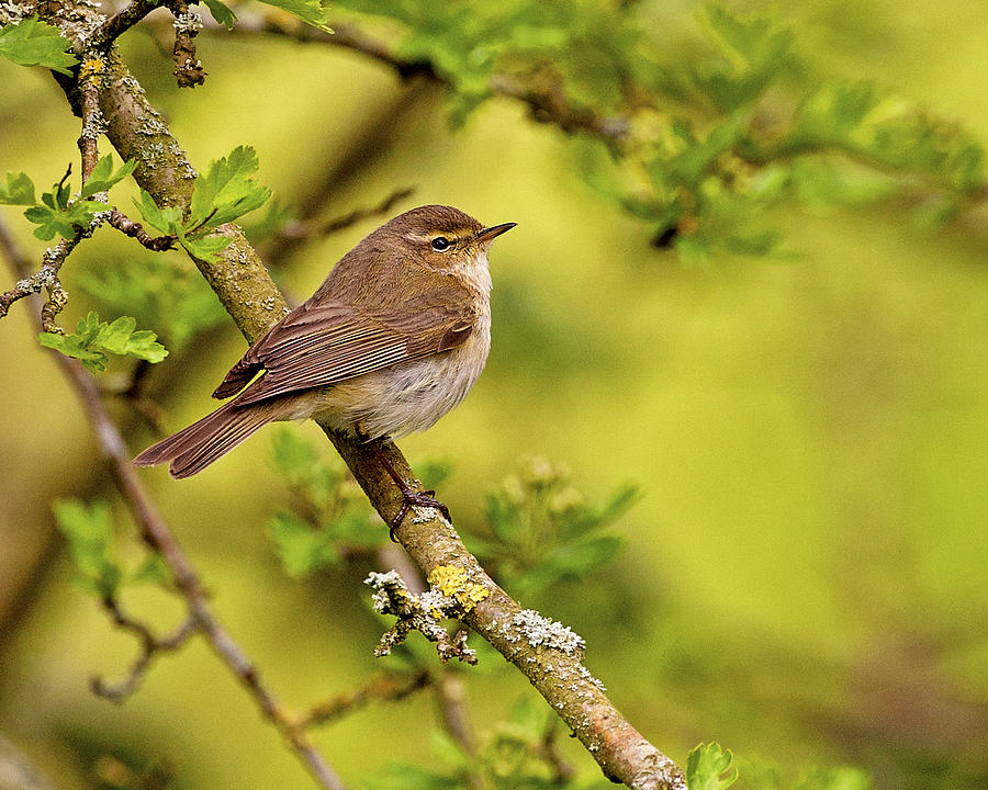 Chiffchaff #1 Photograph by Paul Scoullar