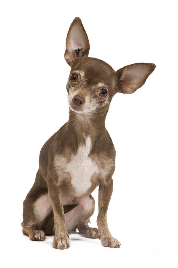 Chihuahua Dog #1 Photograph by Jean-Michel Labat
