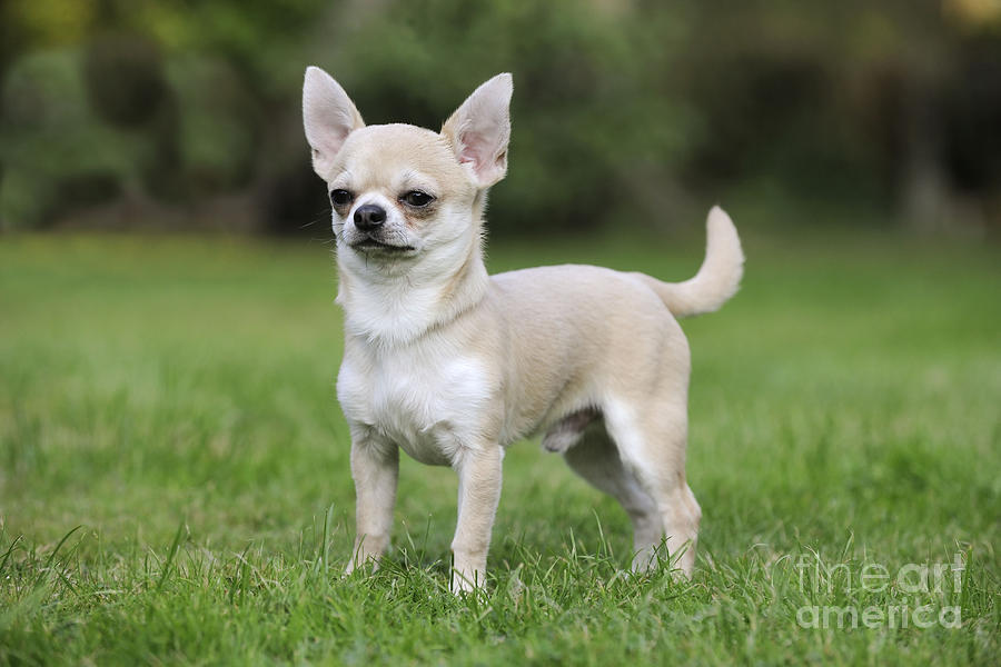 Chihuahua Dog #1 Photograph by John Daniels