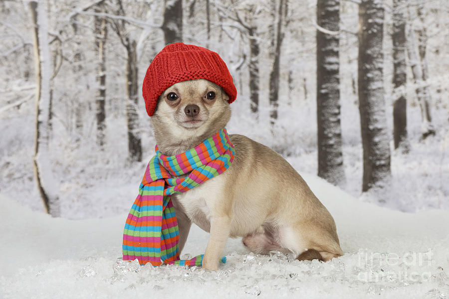 Dog Photograph - Chihuahua In Winter #1 by John Daniels