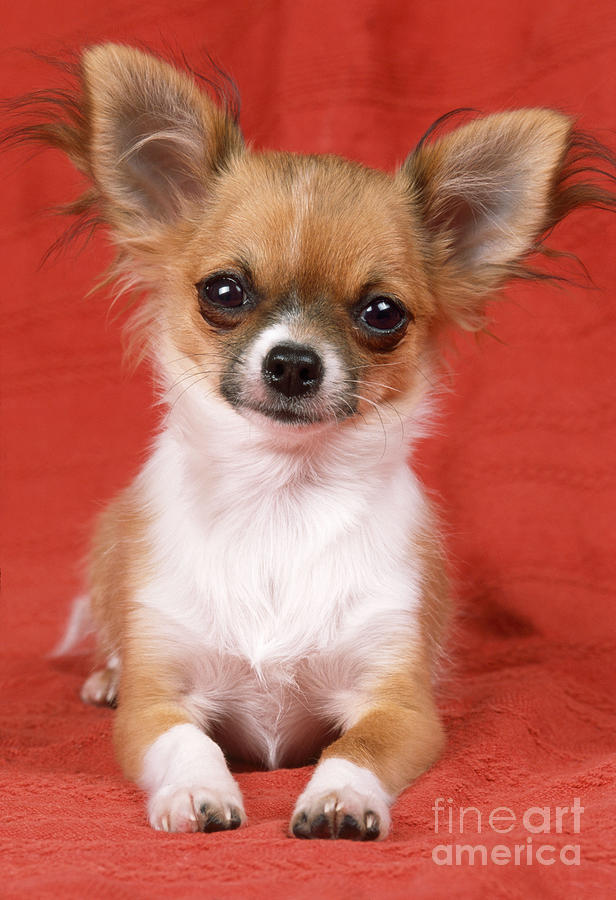 Chihuahua #1 Photograph by John Daniels