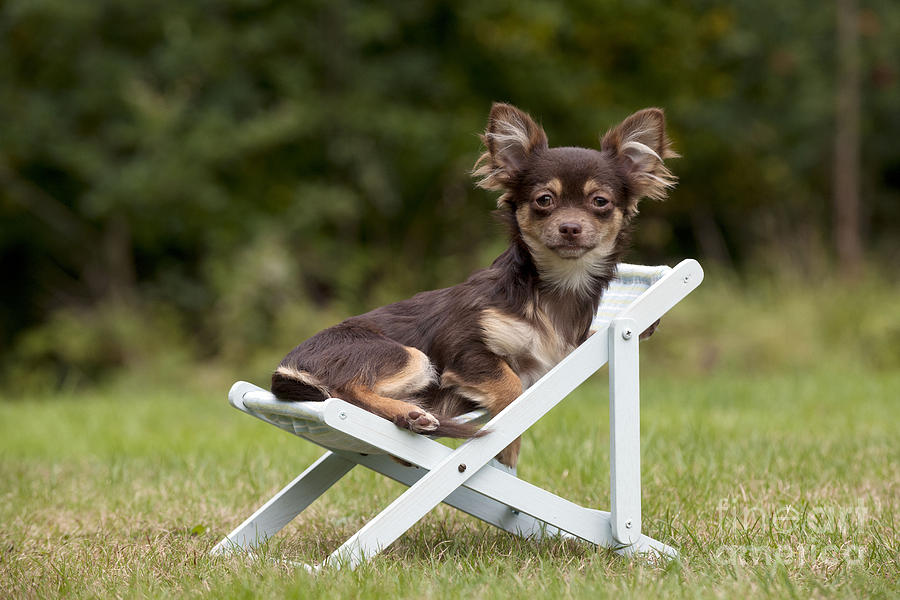 Chihuahua On Chair #1 Photograph by John Daniels