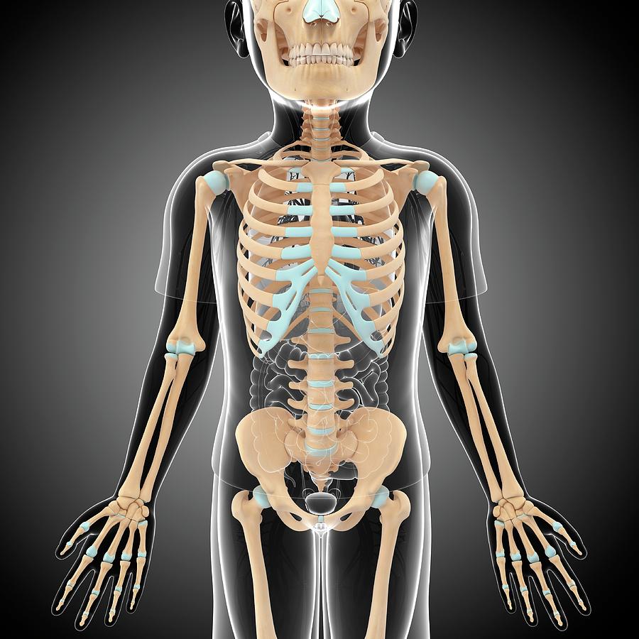 Child's Skeleton #1 Photograph by Pixologicstudio / Science Photo
