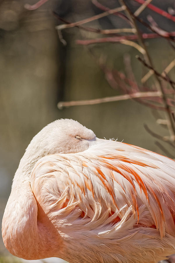 Chilean Pink Flamingo #1 Photograph by Peter Lakomy