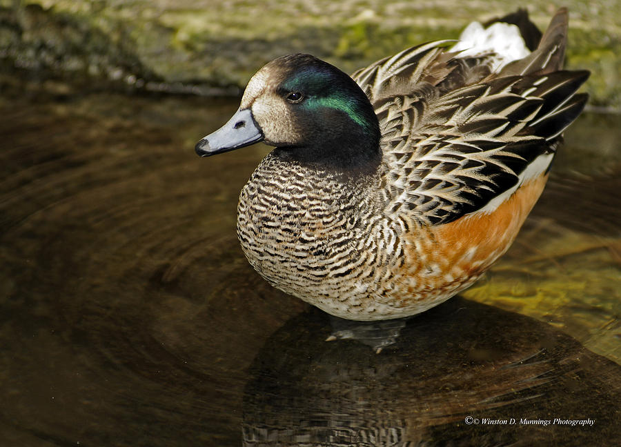 Chiloe Wigeon #1 Photograph by Winston D Munnings