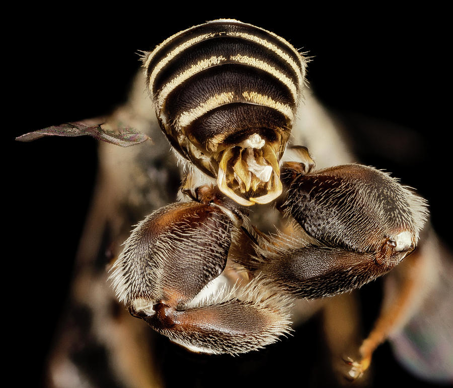 Chimney Bee Photograph by Us Geological Survey - Pixels