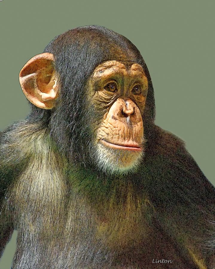 Chimpanzee Digital Art - Chimp Portrait #1 by Larry Linton