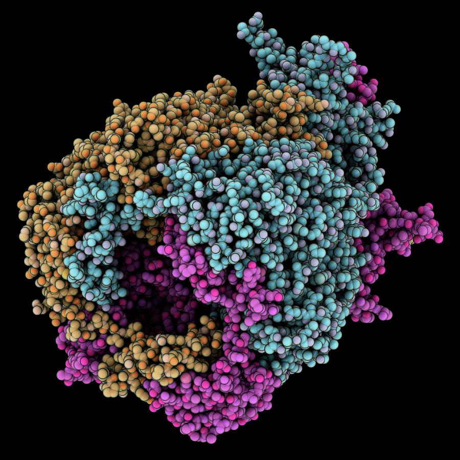 Chimpanzee Adenovirus Coat Protein #1 Photograph by Laguna Design/science Photo Library