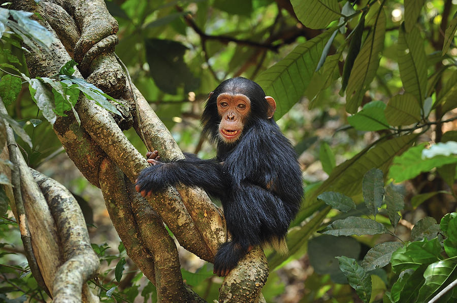 Chimpanzee Baby On Liana Gombe Stream #1 Photograph by Thomas Marent