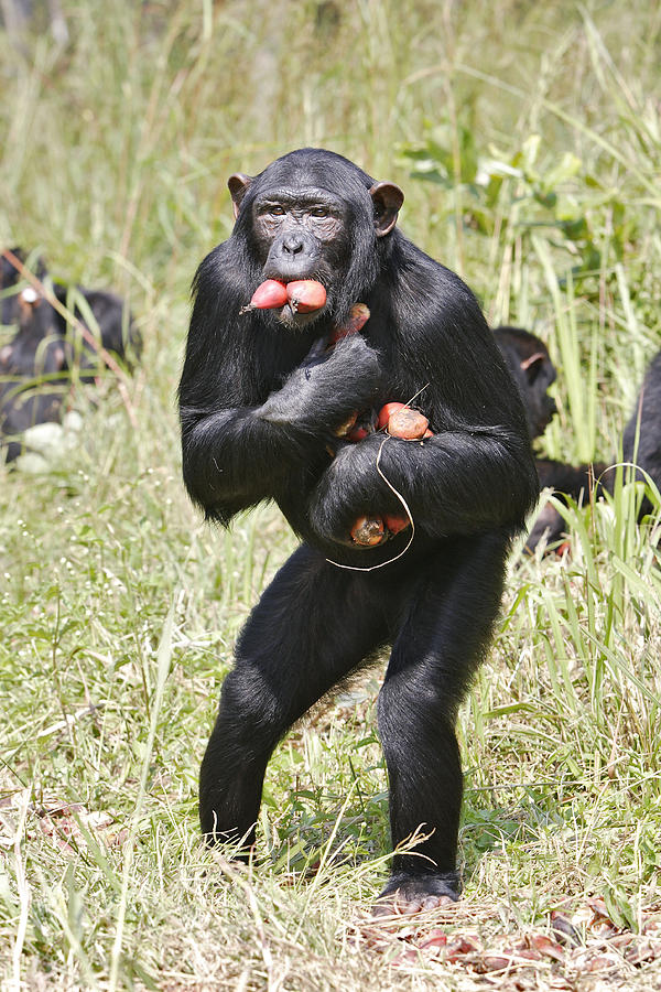Chimpanzee Gathering Food #1 Photograph by M. Watson