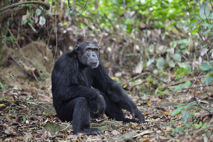 Chimpanzee Male Tanzania #1 Photograph by Konrad Wothe