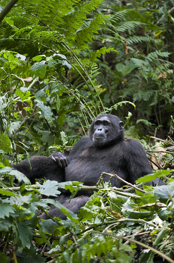 Chimpanzee Male  Uganda #1 Photograph by Suzi Eszterhas