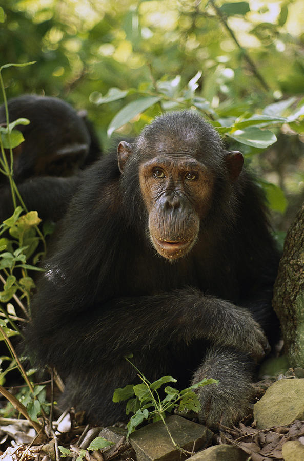 Chimpanzee Portrait Gombe Stream #1 Photograph by Gerry Ellis
