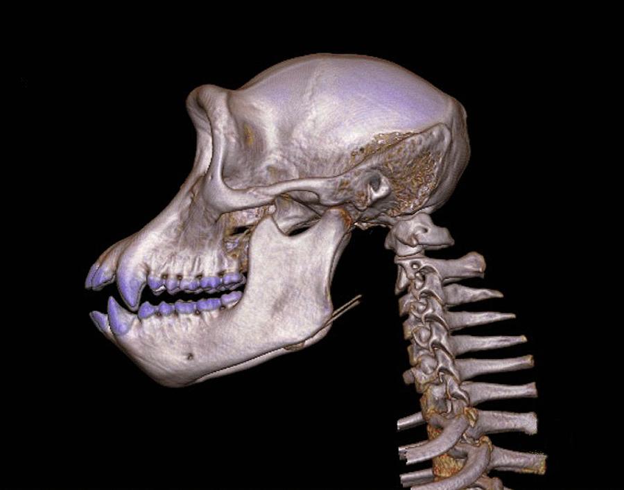 chimpanzee teeth skull