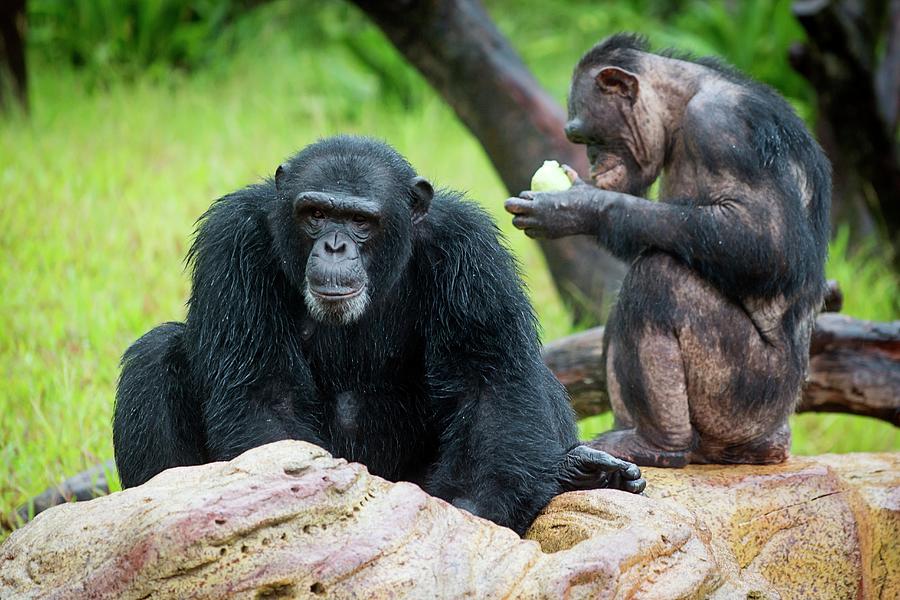 Animal Photograph - Chimpanzees #1 by Pan Xunbin