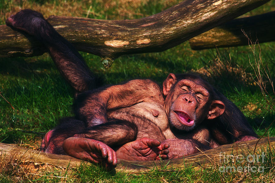 Chimpanzee Photograph - Chimpanzees taking a nap #2 by Nick  Biemans