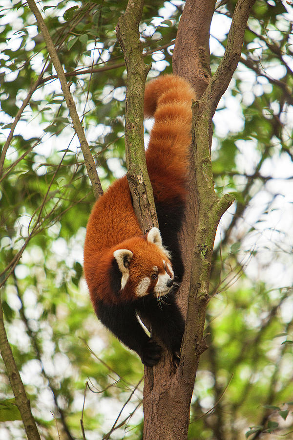 China, Chengdu, Wolong National Natural Photograph by Jaynes Gallery ...