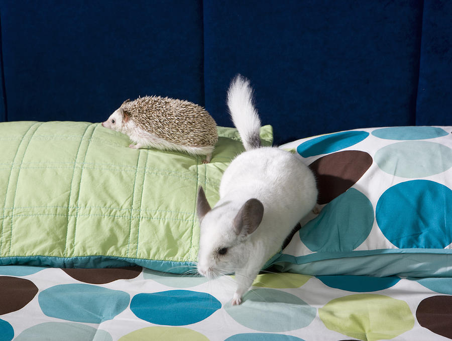 Chinchilla and hedgehog on bed #1 Photograph by Sheer Photo, Inc