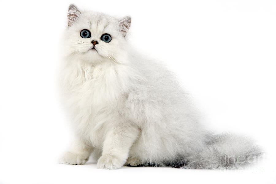 Chinchilla Persian Kitten #1 Photograph by Jean-Michel Labat