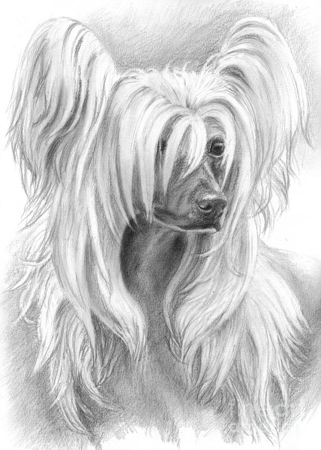 Chinese Crested Drawing by Tobiasz Stefaniak - Fine Art America