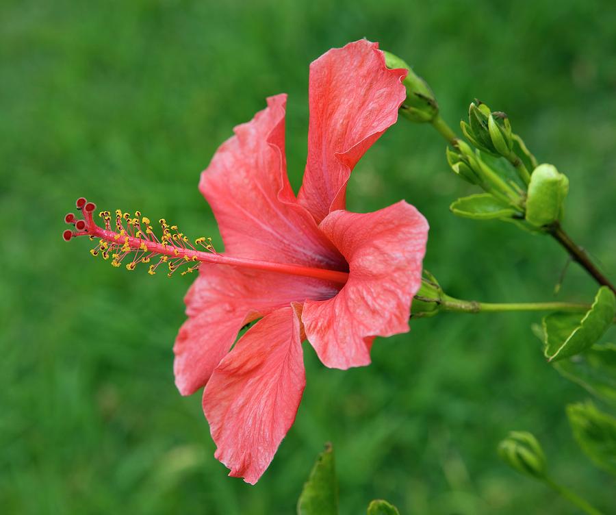Chinese Hibiscus (hibiscus Rosa Sinensis) #1 Photograph by Pascal Goetgheluck/science Photo Library